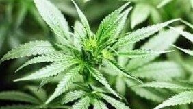 A RETIRED Gympie region man claimed he grew 11 marijuana plants at his Glenwood home "for research purposes".