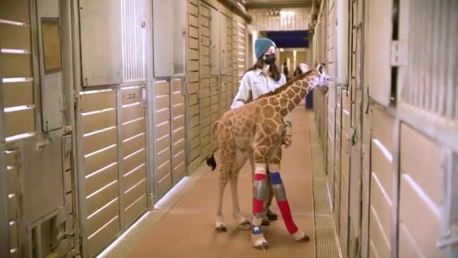 Watch The Uplift: Baby Giraffe Walks Thanks To Leg Braces, 41% OFF