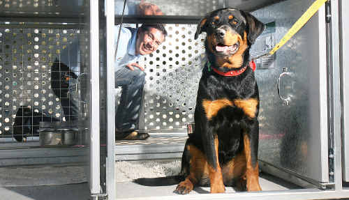 Drop Off Facility For Stray Dogs The Courier Mail