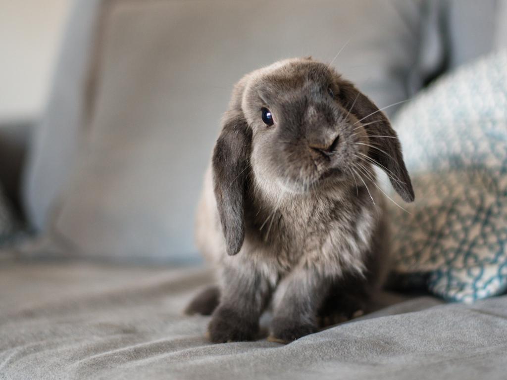 How long does a bunny live as a pet