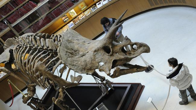 Three Largely Intact Fossil Skeletons Of The Dinosaur Triceratops Have ...