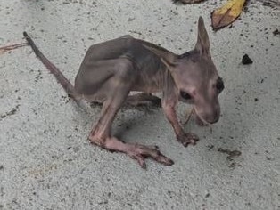 A tiny joey has been rescued after losing its mother in the North Queensland floods. Picture: Grace Vigar