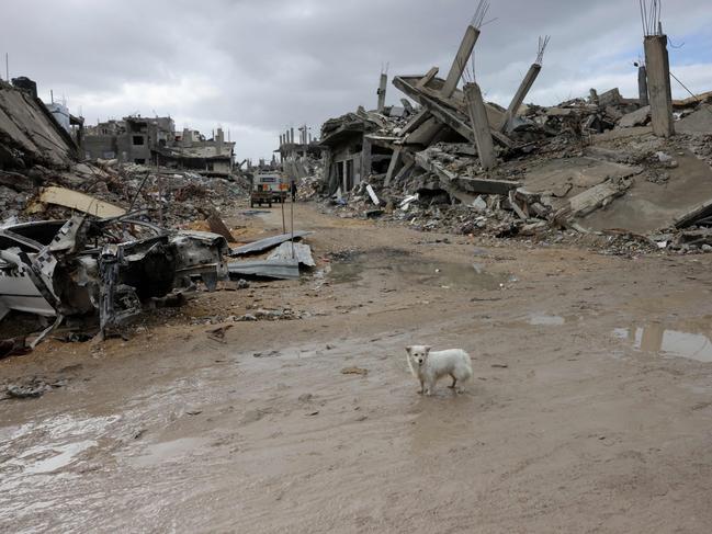 A dog wanders on a muddy road in front of destroyed buildings on a rainy day in Jabalia in the northern Gaza Strip. Picture: AFP