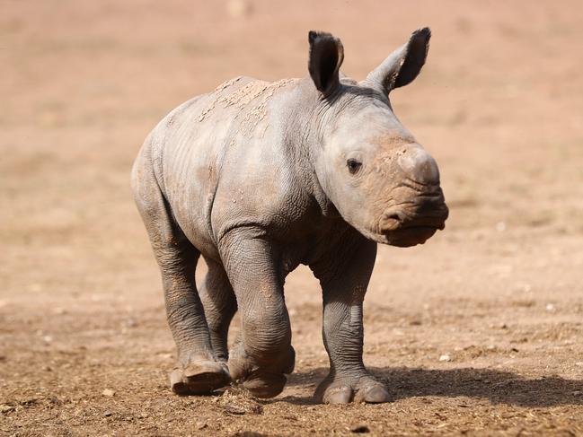 Zookeepers are mourning after the unexpected death of Imani, who was hoped to help the endangered species thrive. Picture: Tait Schmaal