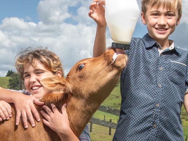 14-10-2020 Delicious Awards. Maleny Dairy  kids Rescue 12, Cheeky 11 and Ruckus 9 Hopper feed calf "Hercules". Picture: Brad Fleet