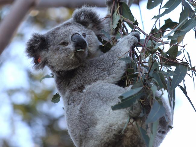 A national park could be considered for the Gilead area. Picture: (AAP IMAGE / Robert Pozo)