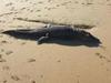 Croc carcass removed as authorities reveal cause of death