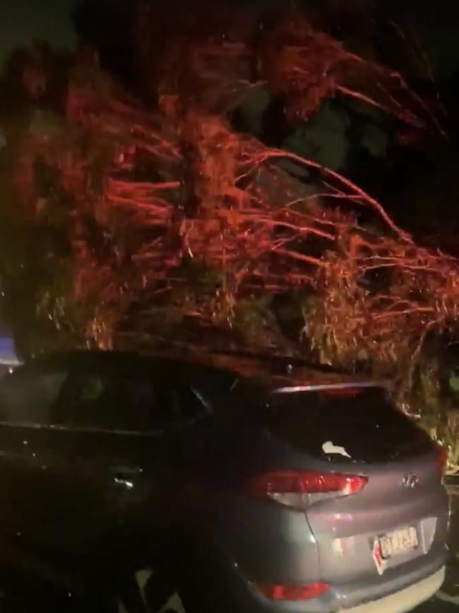 A tree had fallen on a car at Berkeley on Sunday evening. Picture: supplied.