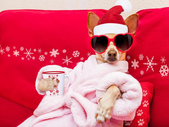 Christmas pets generic: chihuahua dog relaxing  and lying, in   spa wellness center ,wearing a  bathrobe and funny sunglasses, drinking mug cup of coffee or tea