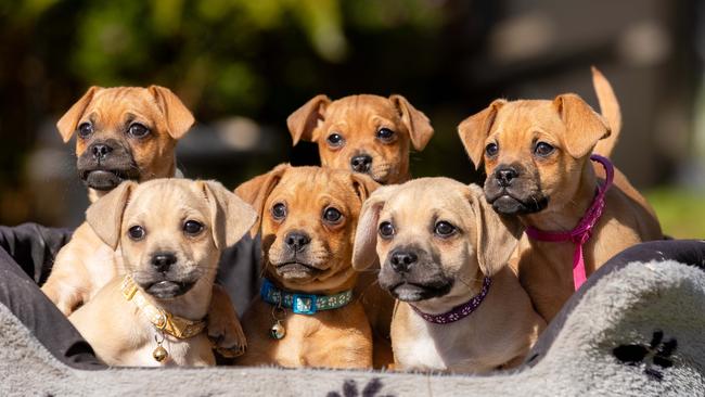 9 week old Pug, Dachshund, jack Russell, 9 weeks at 4 Paws Dog Rescue.Calls for a pause on dog breeding amid a massive spike in pets being surrendered for adoption.Picture: Jason Edwards