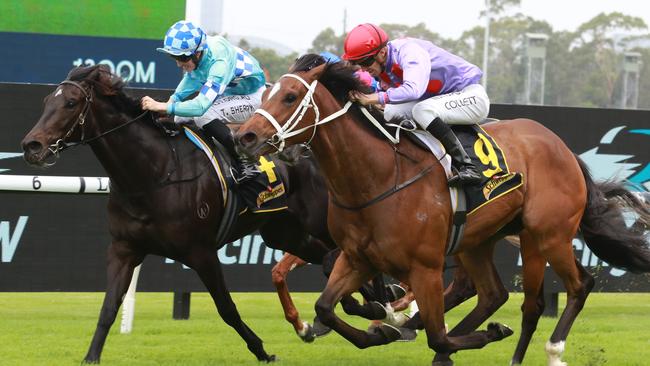 Black Duke (left) can bounce back from his last start run at Kembla. Picture: Grant Guy