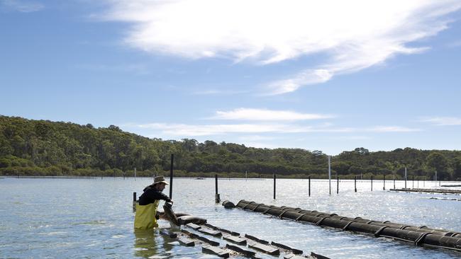 A farmer at Tathra Oysters in the Nelsons Lake estuary where their award-winning Sydney rock oysters are grown. Picture: Destination NSW