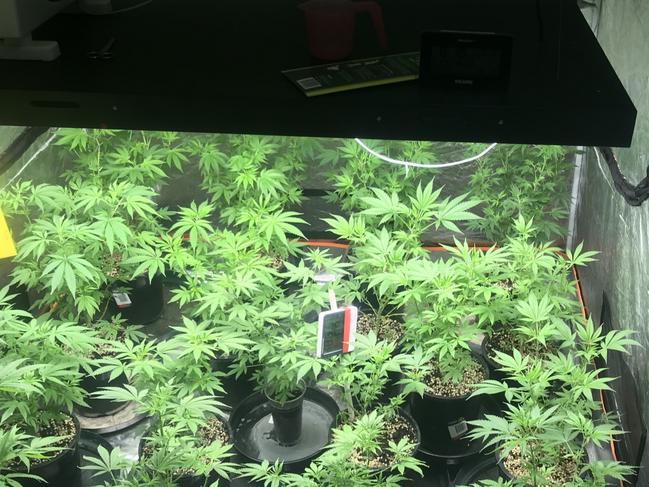 Alice Springs detectives allegedly found a hydroponic setup at a home in The Gap on Sunday. Picture: NT Police