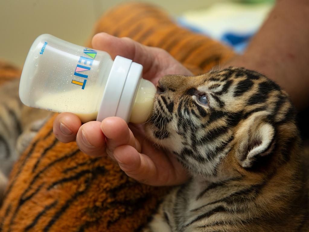 Dreamworld's two tiger cubs, born to Adira at Tiger Island. Picture: Patrick Martin-Vegue, Tiger Island Manager