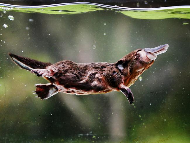 A three-month-old juvenile platypus is being nursed back to health, at the Australian Reptile Park, Somersby. The young mammal is the first the park has received in 12 years, after it was retrieved by a dog from Wyong Creek, near Fountaindale. Picture: Peter Clark