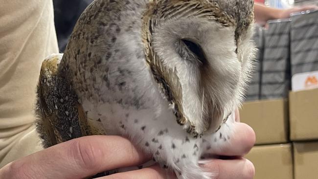 Nigel's Animal Rescue director Nigel Williamson attended the Bunnings Tarneit store after close on Thursday and rescued an owl that had been camped out for over a week. Picture: Supplied