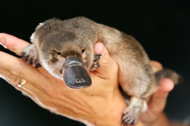 A platypus is a monotreme or an egg-laying mammal.