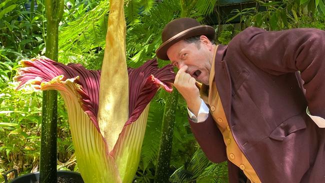 Michael Mills, as a Charles Darwin character, visited the ‘corpse flower’ and described its rotting stench. Picture: Botanic Gardens SA