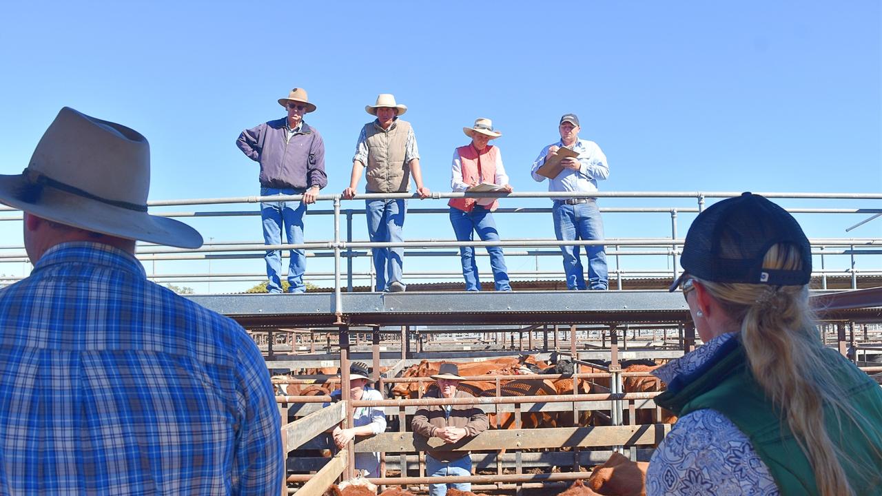 Central Queensland saleyards report increased numbers | The Weekly Times