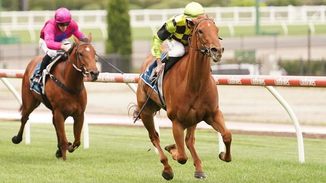 Luna Cat has a good first-up record and will have a chance to post a fresh win for Linsday Park at Caulfield on Saturday. Picture: Racing Photos via Getty Images.