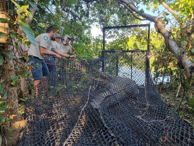 Wildlife Officer Jane Burns says removing ‘Fat Guts’, a 4.5-metre long saltwater crocodile from the Proserpine River had been one of the highlights of her career. Picture: Supplied