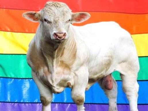 Charolais Benjy the bull was set to be killed for allegedly being 'gay'. Turns out he may not be