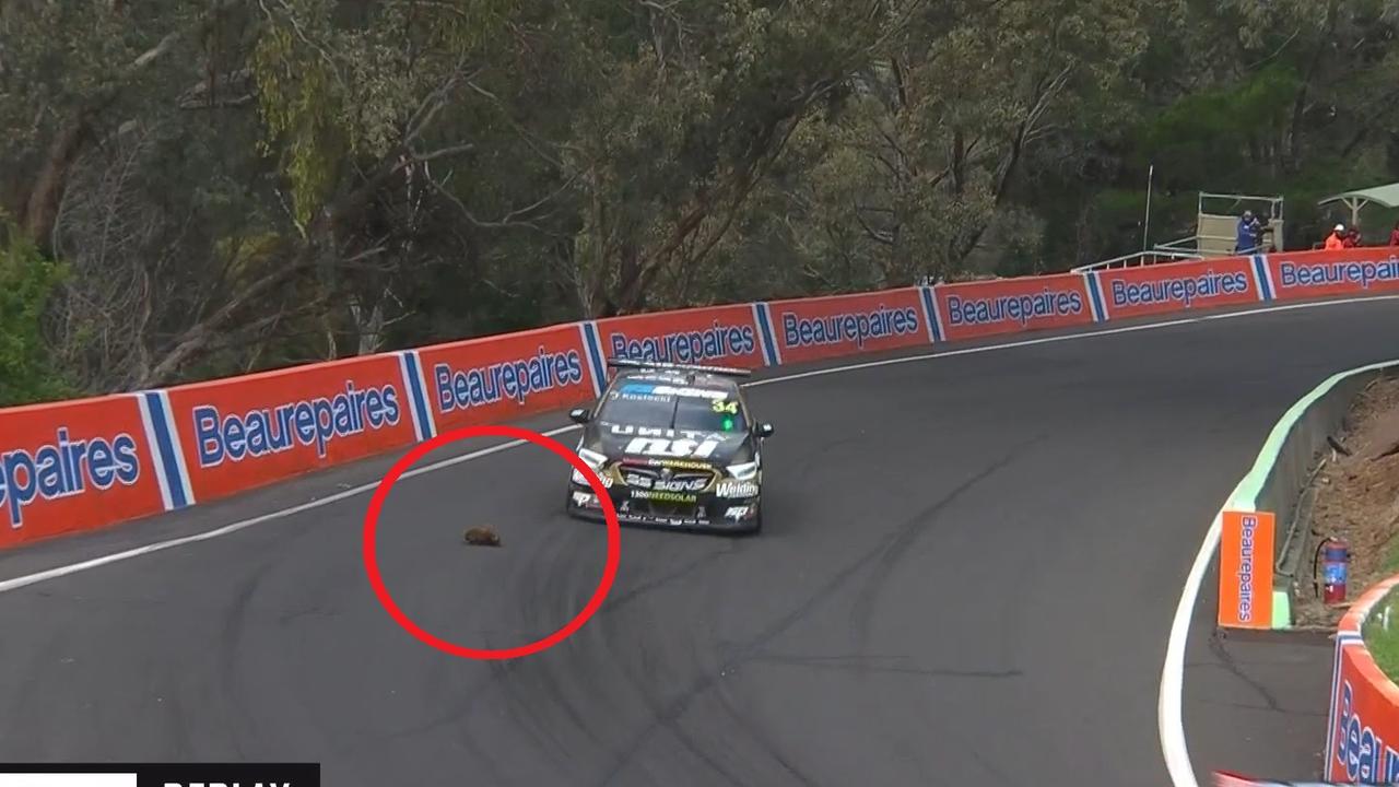 The echidna on Mt Panorama caused chaos. Photo: Kayo.