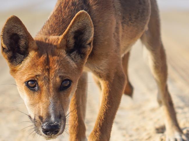 Crikey Australia Zoo Photography Competition. Determined Dingo, Fraser Island. Photo - Vincent Shaw