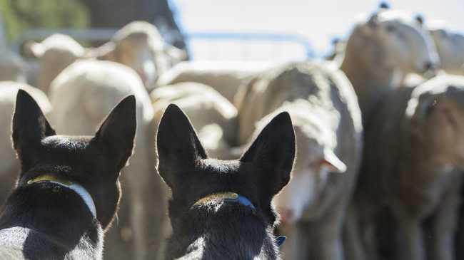 Sarina resident Alan Kochevatkin said changes to how 1080 baits are monitored would save the lives of domestic and working dogs. PICTURE: ZOE PHILLIPS