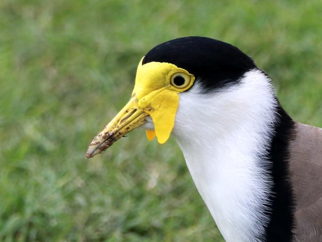 The masked lapwing.