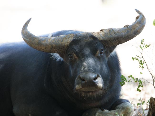 Water buffalo in Northern Australia Credit Peter Cooke