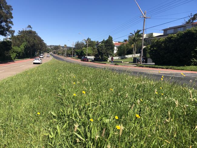 Northern Beaches Council has offered to mow long grass and weeds growing on the median strip, such as this one on Pittwater Rd at Long Reef on Thursday, for the NSW Government. Picture: Jim O'Rourke