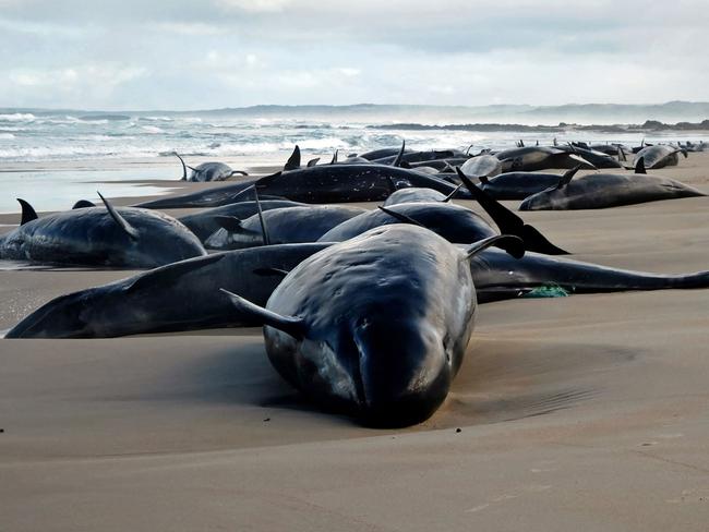 A pod of 157 dolphins from a poorly understood deep-sea species was found stranded Tuesday evening on an isolated beach in Australia’s southern island of Tasmania. (Photo by Handout / Department of Natural Resources and Environment Tasmania / AFP)