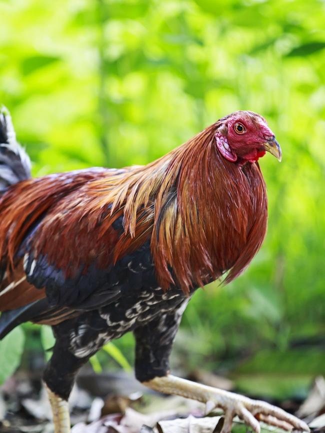 A rooster.