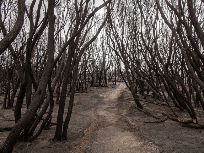 AUS MAG. Pic of Malacoota beach front affected by the bush fires when they came through on new years day 2020 . Pic by Nic Walker. For a story by Trent Dalton. Date 16th Feb 2020