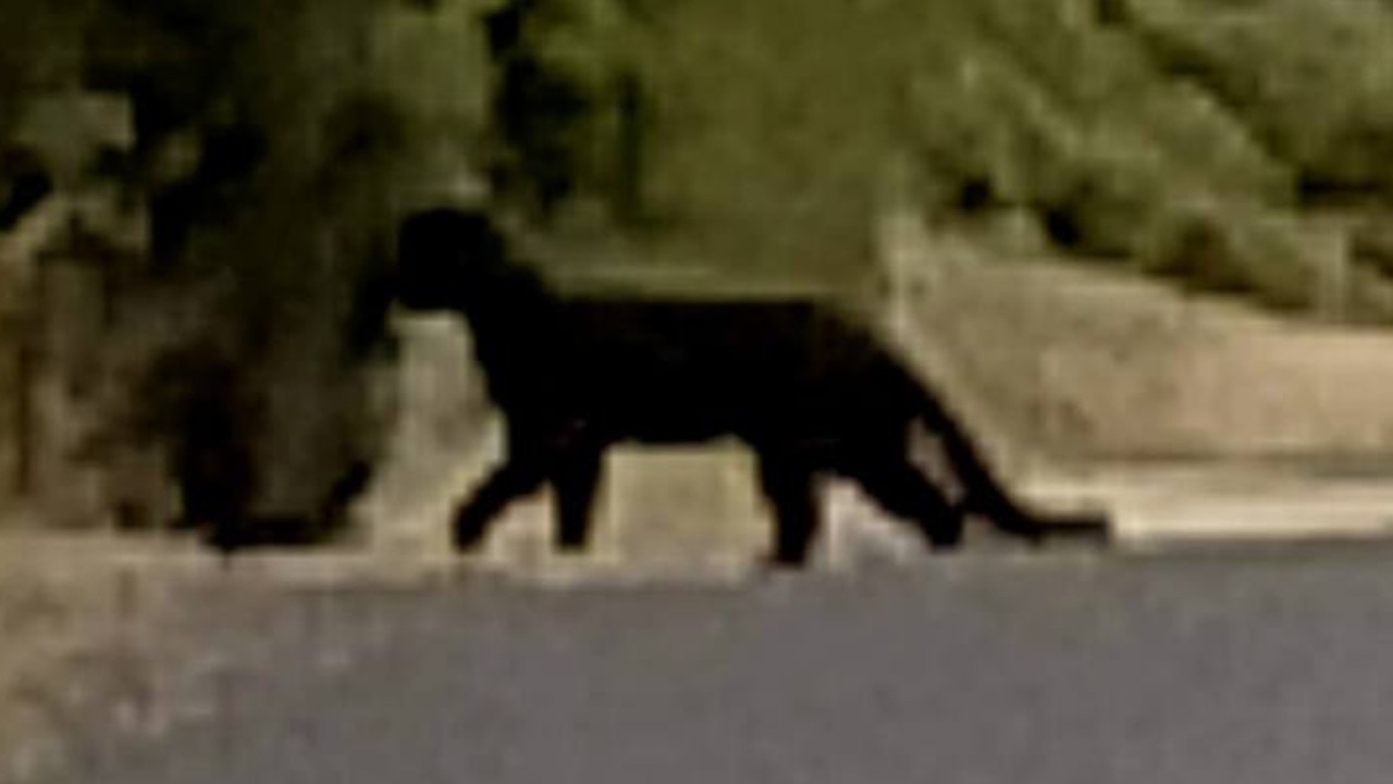 A woman claims to have filmed what is possibly a panther. PHOTO: Facebook