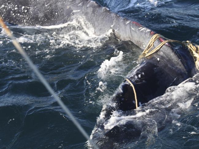 The whale’s tail was badly damaged. Photo:www.whalewatchingsydney.com.au