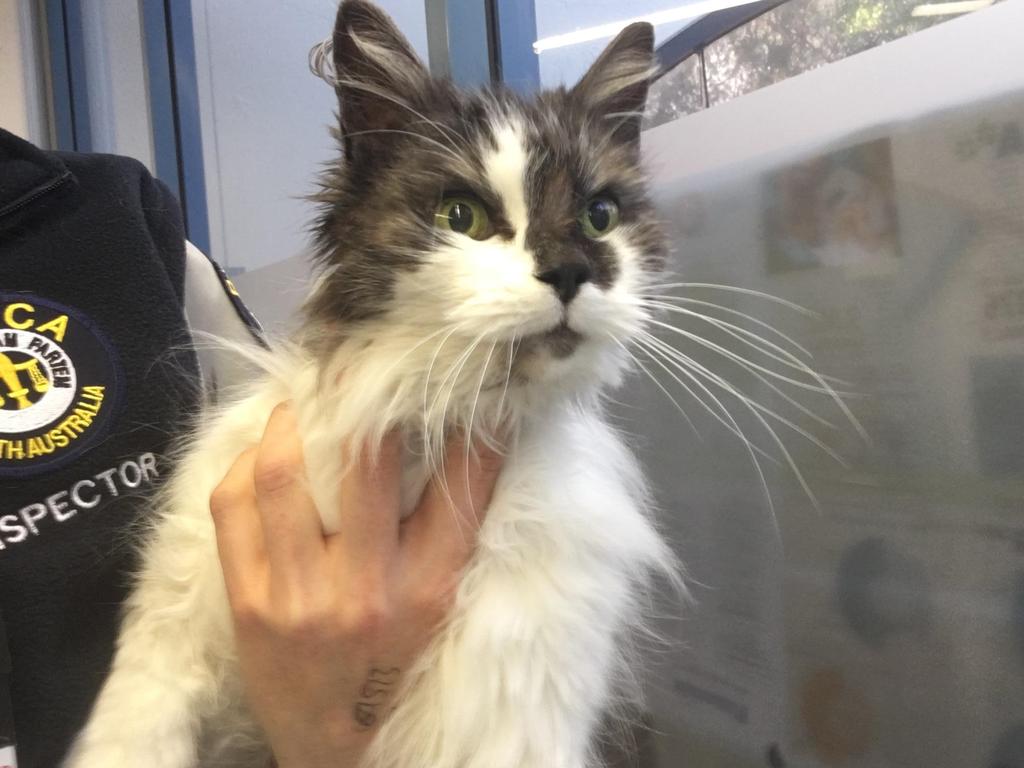 Despite weeks of treatment, vets were unable to save Lightning who had to be euthanised after being diagnosed with kidney failure following neglect. Picture: RSPCA.