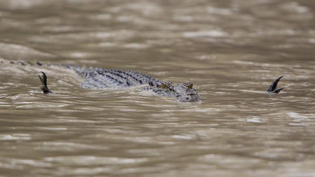 Territory crocs at Cahills Crossing display unique fish catching