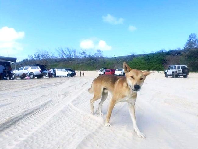 A Fraser Island dingo. Picture: Shaun Desmond from Facebook