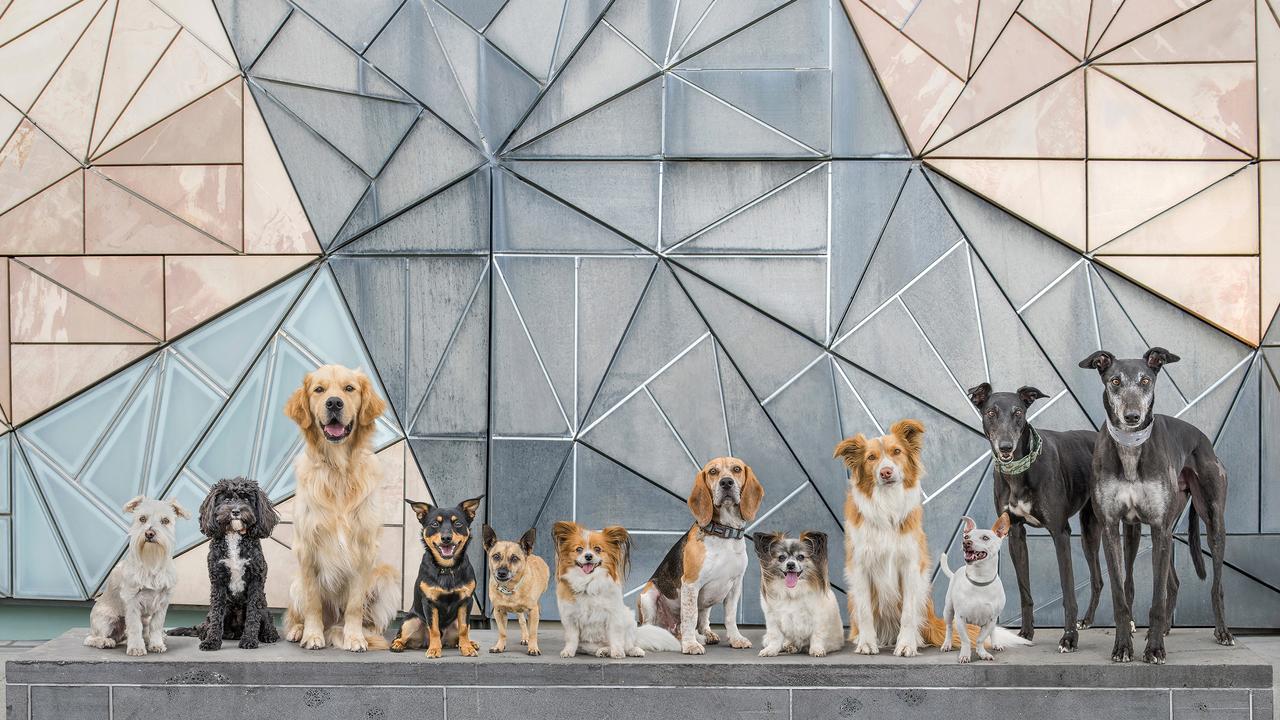 Australian Professional Photographer of the Year at the national Australian Institute of Professional Photography Awards. Category Finalist Pet/Animal Photographer of the year Rescue Dogs Picture: Erin King