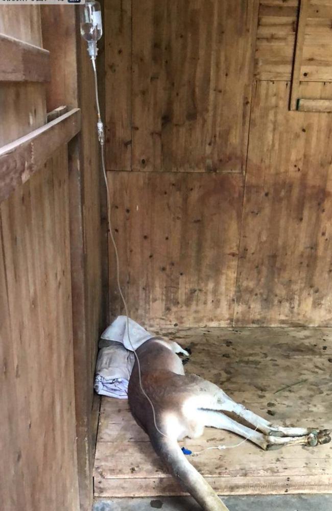 This photo shows the ailing kangaroo lying in its stall with an IV drip hooked up to leg and a cloth or bag over its head.