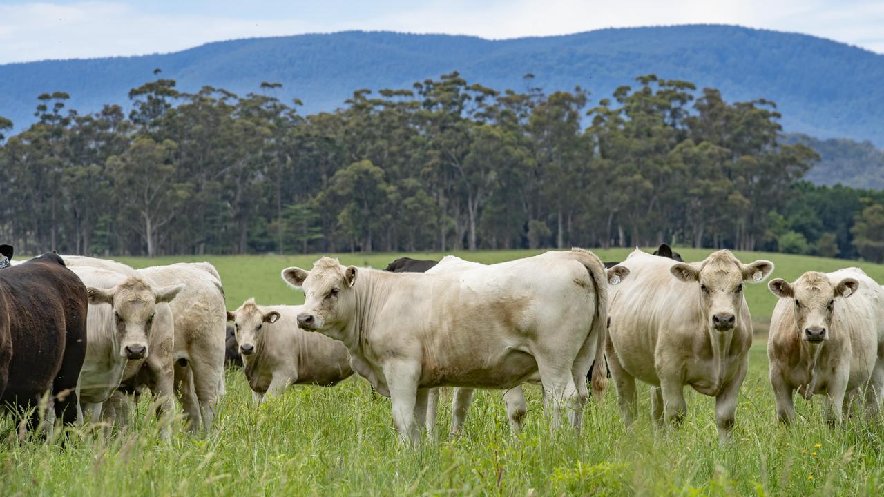 EYCI January 2024 Cattle prices continue to rally despite big lift in