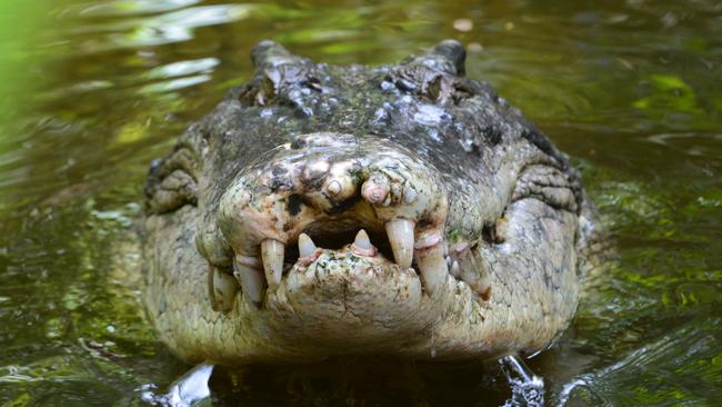 This is a generic photo of a saltwater crocodile, also called a saltie or estuarine crocodile. Picture: iStock.