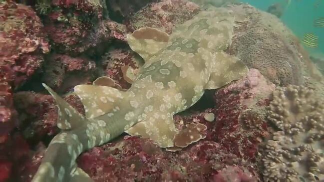 Marine life off Mudjimba Island