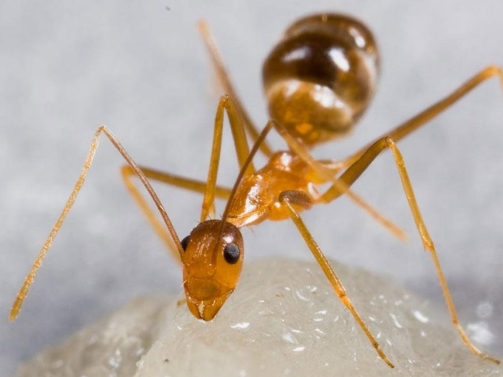 What are yellow crazy ants?  Wet Tropics Management Authority