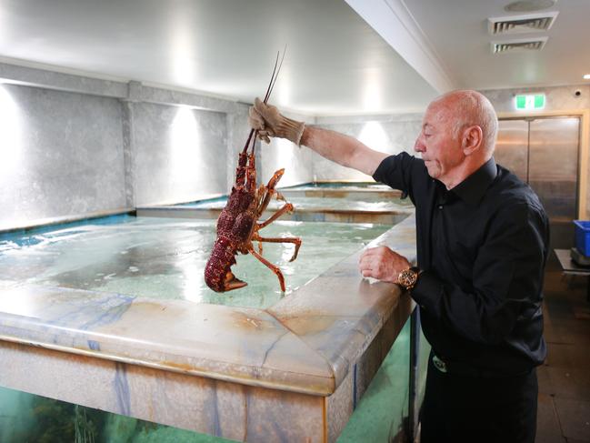 Marcello Marcobello grabs one of the lobsters from the huge tanks at the restaurant. Picture: Richard Dobson