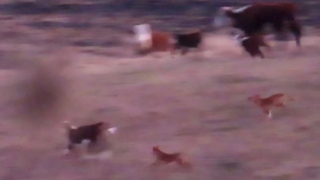 Two dingoes move in to separate calves from the herd in video taken at Benambra this month.