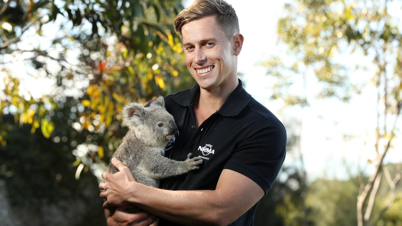 Wildlife HQ needs more local land to plant gum trees for koala food ...