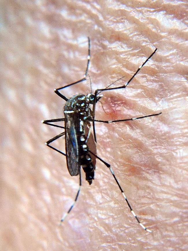 Female mosquitoes are the blood suckers